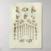 1844  anatomie Afdrukvoet Botten Poster (Voorkant)