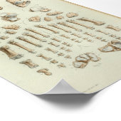 1844  anatomie Afdrukvoet Botten Poster (Hoek)