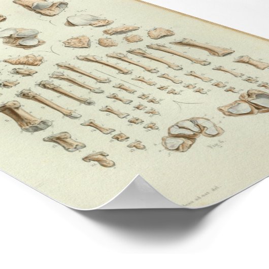 1844  anatomie Afdrukvoet Botten Poster (Hoek)