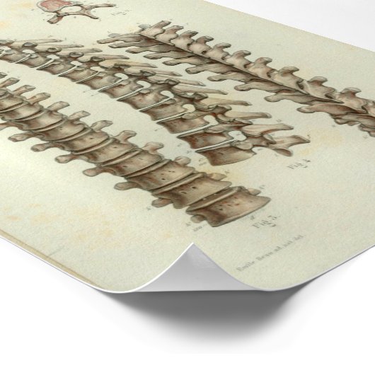 1844  anatomie Druk thoracale wervelkolom af Poster (Hoek)