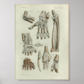 1844 anatomie printartikelen poster (Voorkant)