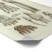 1844  anatomie printartikelen poster (Hoek)