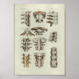 1844 anatomie printruggenwervel poster