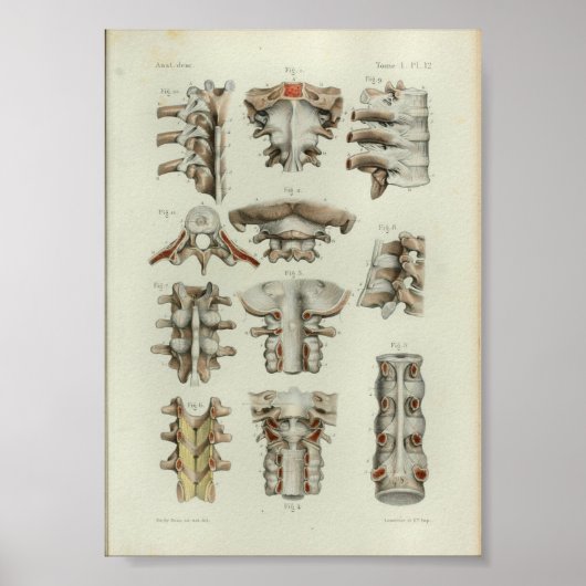1844  anatomie printruggenwervel poster (Voorkant)