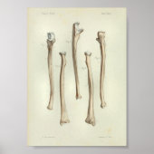 1844  anatomie printstraal Ulna Poster (Voorkant)
