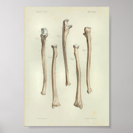 1844  anatomie printstraal Ulna Poster (Voorkant)