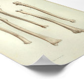 1844  anatomie printstraal Ulna Poster (Hoek)