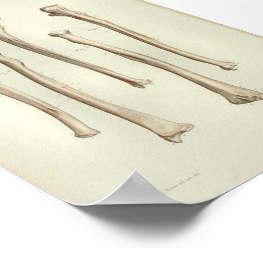 1844  anatomie printstraal Ulna Poster (Hoek)