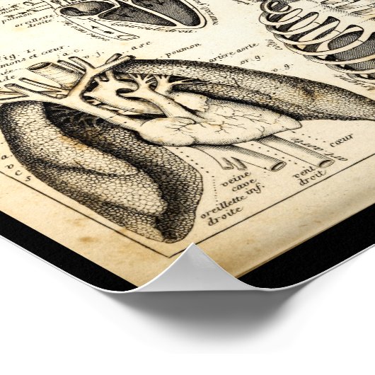  1844 Anatomie van het menselijk hart Afdrukken Poster (Hoek)