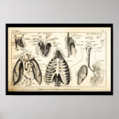  1844 Anatomie van het menselijk hart Afdrukken Poster (Voorkant)