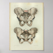 1844  Anatomy Print Pelvis (Voorkant)