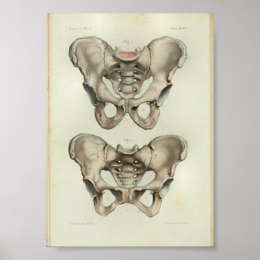1844 Anatomy Print Pelvis (Voorkant)