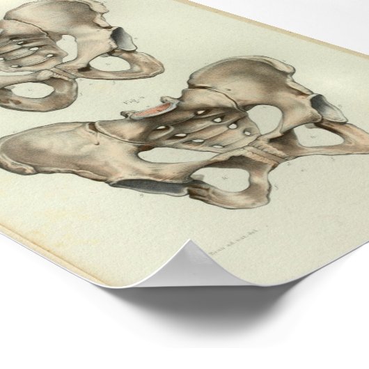 1844  Anatomy Print Pelvis (Hoek)