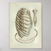 1844  Anatomy Print Rib Cage (Voorkant)
