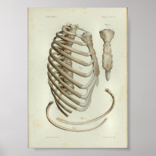 1844 Anatomy Print Rib Cage
