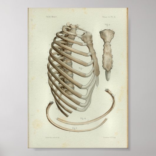 1844  Anatomy Print Rib Cage (Voorkant)
