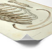 1844  Anatomy Print Rib Cage (Hoek)