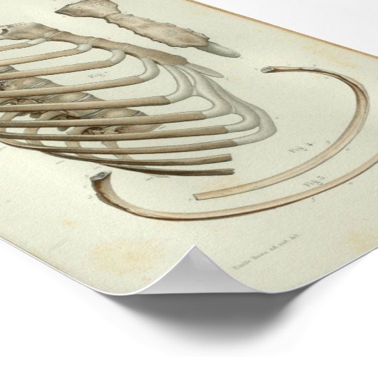 1844  Anatomy Print Rib Cage (Hoek)