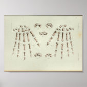 1844  Botten met anatomie Afdrukhand Poster (Voorkant)