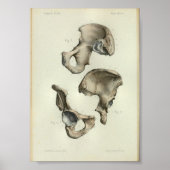 1844 Botten met een anatomie afdruk Poster (Voorkant)