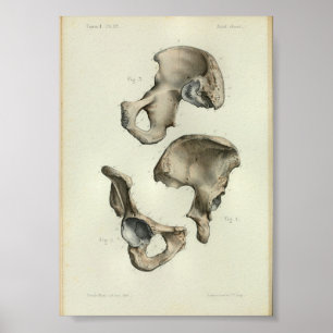 1844 Botten met een anatomie afdruk Poster