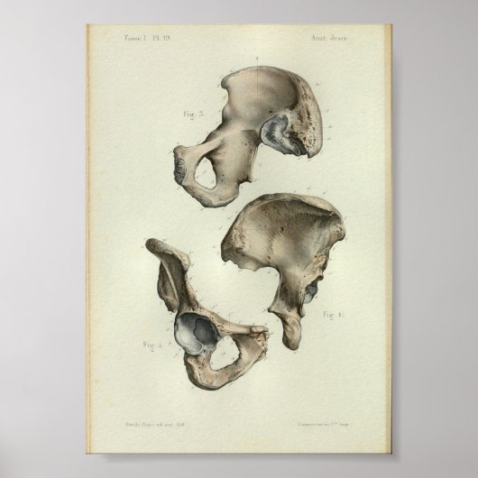 1844 Botten met een anatomie afdruk Poster (Voorkant)