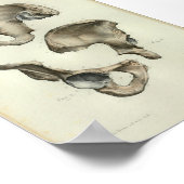 1844 Botten met een anatomie afdruk Poster (Hoek)