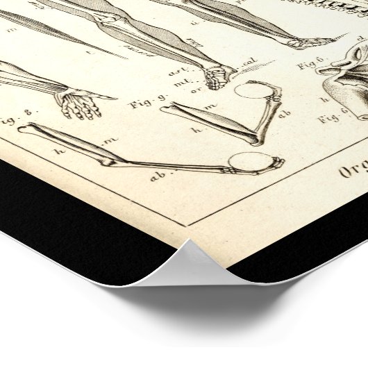  1844 Humaan Skeletanatomie Afdrukken Poster (Hoek)