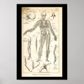  1844 Humaan Skeletanatomie Afdrukken Poster (Voorkant)