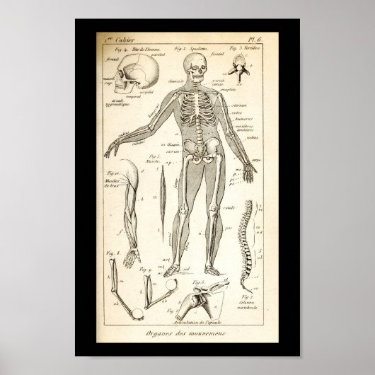 1844 Humaan Skeletanatomie Afdrukken Poster (Voorkant)