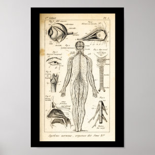  1844 Menselijke zenders Anatomy Print
