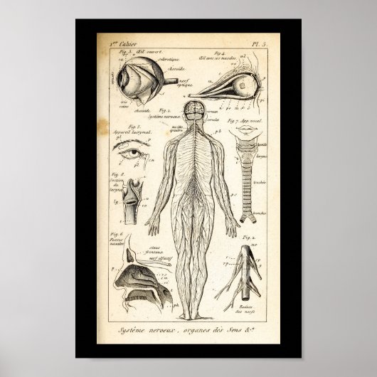  1844 Menselijke zenders Anatomy Print (Voorkant)