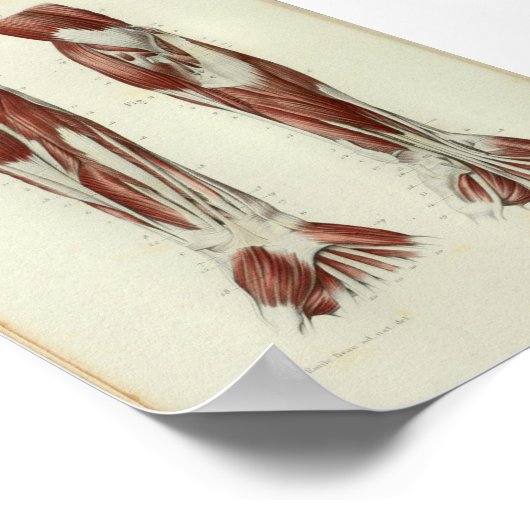 1844 Vintage Anatomy Print Muscles Arm (Hoek)