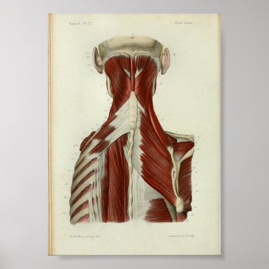 1844 Vintage Anatomy Print Muscles Neck (Voorkant)