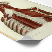 1844 Vintage Anatomy Print Muscles Neck (Hoek)