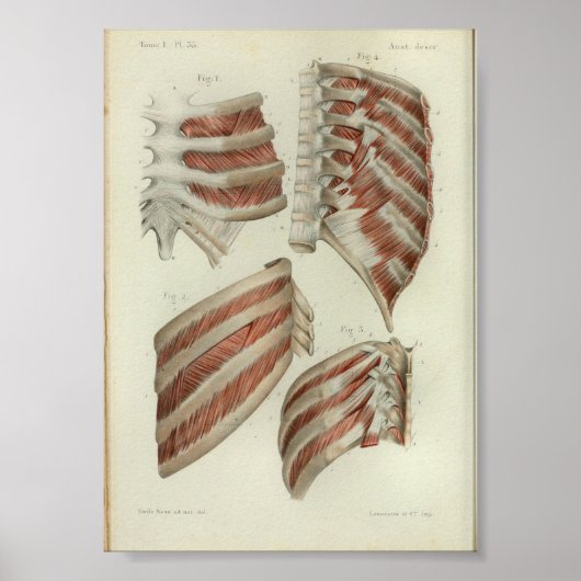 1844 Vintage Anatomy Print Muscles Ribs (Voorkant)