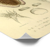  1845 Kleurenafdrukken voor inktvissen Poster (Hoek)