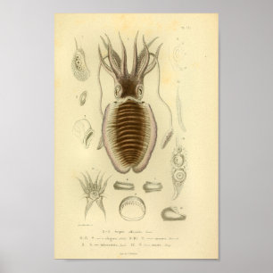 1845 Kleurenafdrukken voor inktvissen Poster