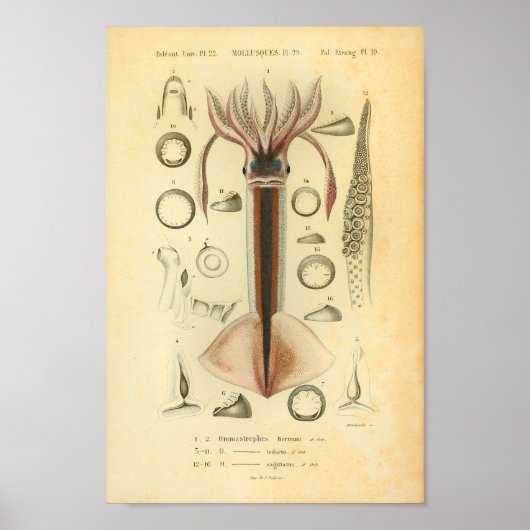  1845 Neon Flying Squid Color Art Print (Voorkant)