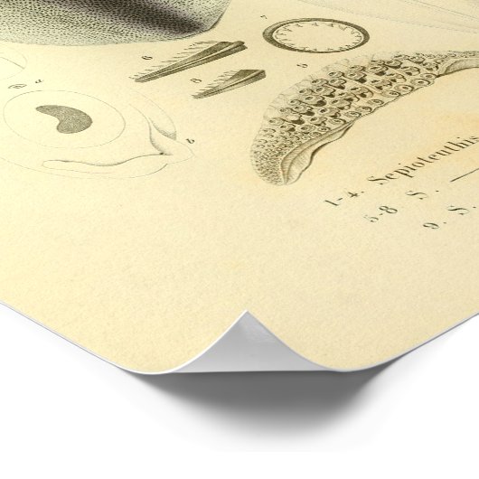  1845 Ref Squid Color Art-afdrukken Poster (Hoek)