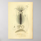  1845 Ref Squid Color Art-afdrukken Poster (Voorkant)