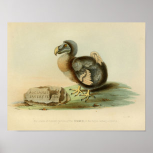 1848 Dodo Bird  Color Print