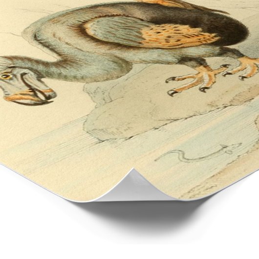 1848 Dodo Extinct Bird Print (Hoek)