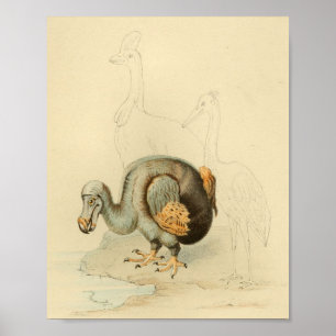 1848 Dodo Extinct Bird  Print