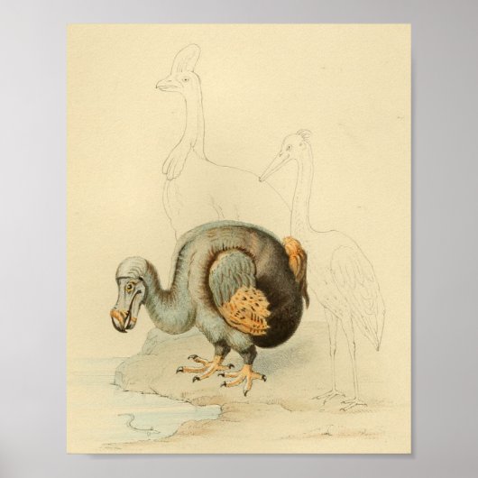 1848 Dodo Extinct Bird  Print (Voorkant)