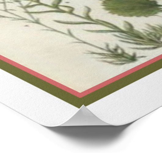 1849 Botanische afdruk door Jane Loudon- 12x16 Poster (Hoek)