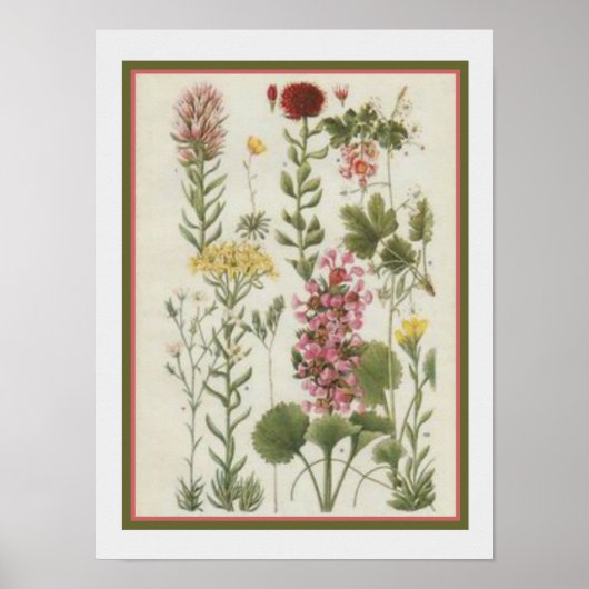 1849 Botanische afdruk door Jane Loudon- 12x16 Poster (Voorkant)