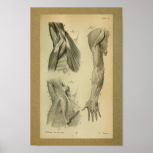 1850  anatomie Afdrukarmen Poster