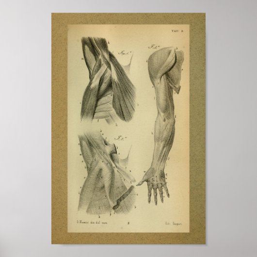 1850  anatomie Afdrukarmen Poster (Voorkant)