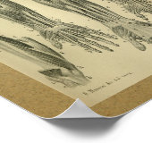 1850  anatomie Afdrukarmen Poster (Hoek)